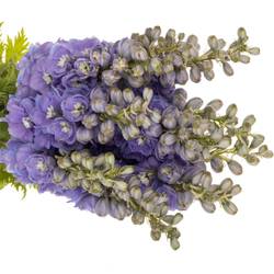 Delphinium lila dewi zofia 65cm