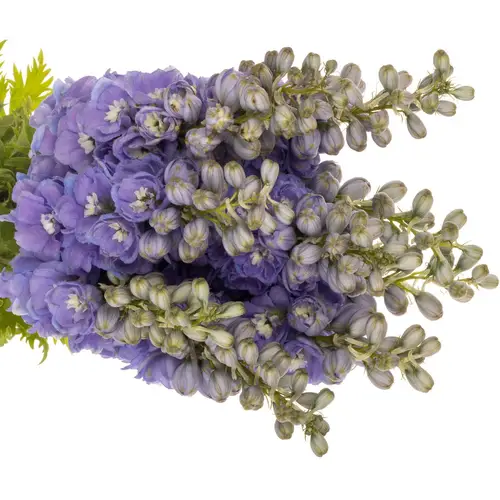 Delphinium lila dewi zofia 65cm