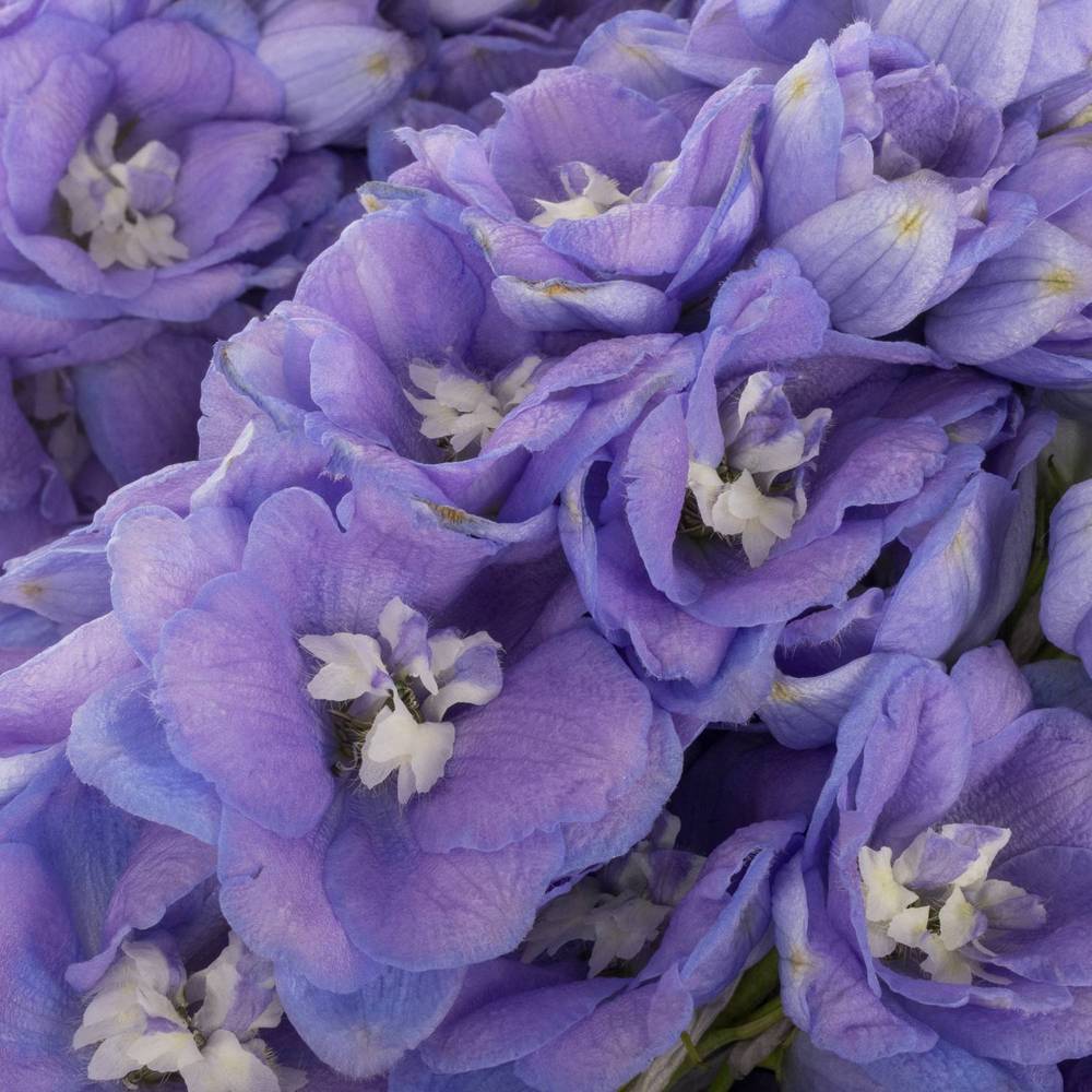 Delphinium lila dewi zofia 65cm