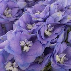 Delphinium lila dewi zofia 65cm