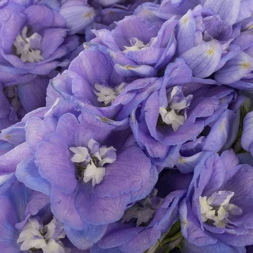 Delphinium lila dewi zofia 65cm