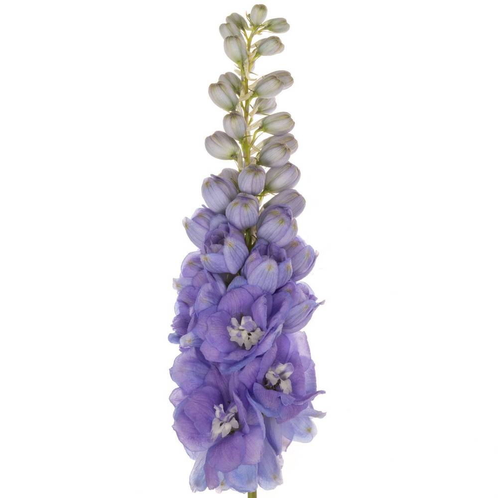 Delphinium lila dewi zofia 65cm