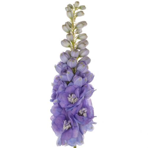 Delphinium lila dewi zofia 65cm
