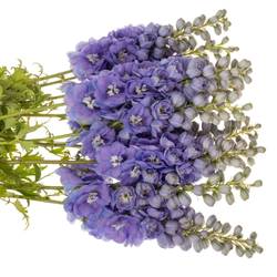 Delphinium lila dewi zofia 65cm