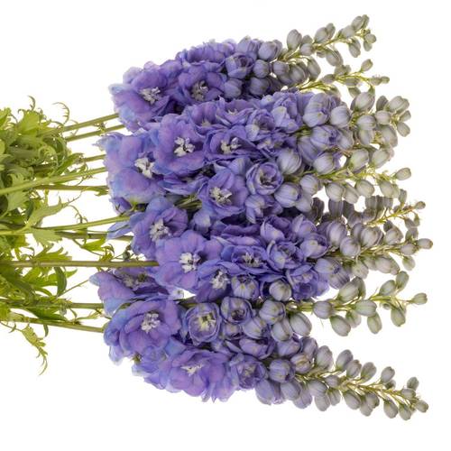 Delphinium lila dewi zofia 65cm