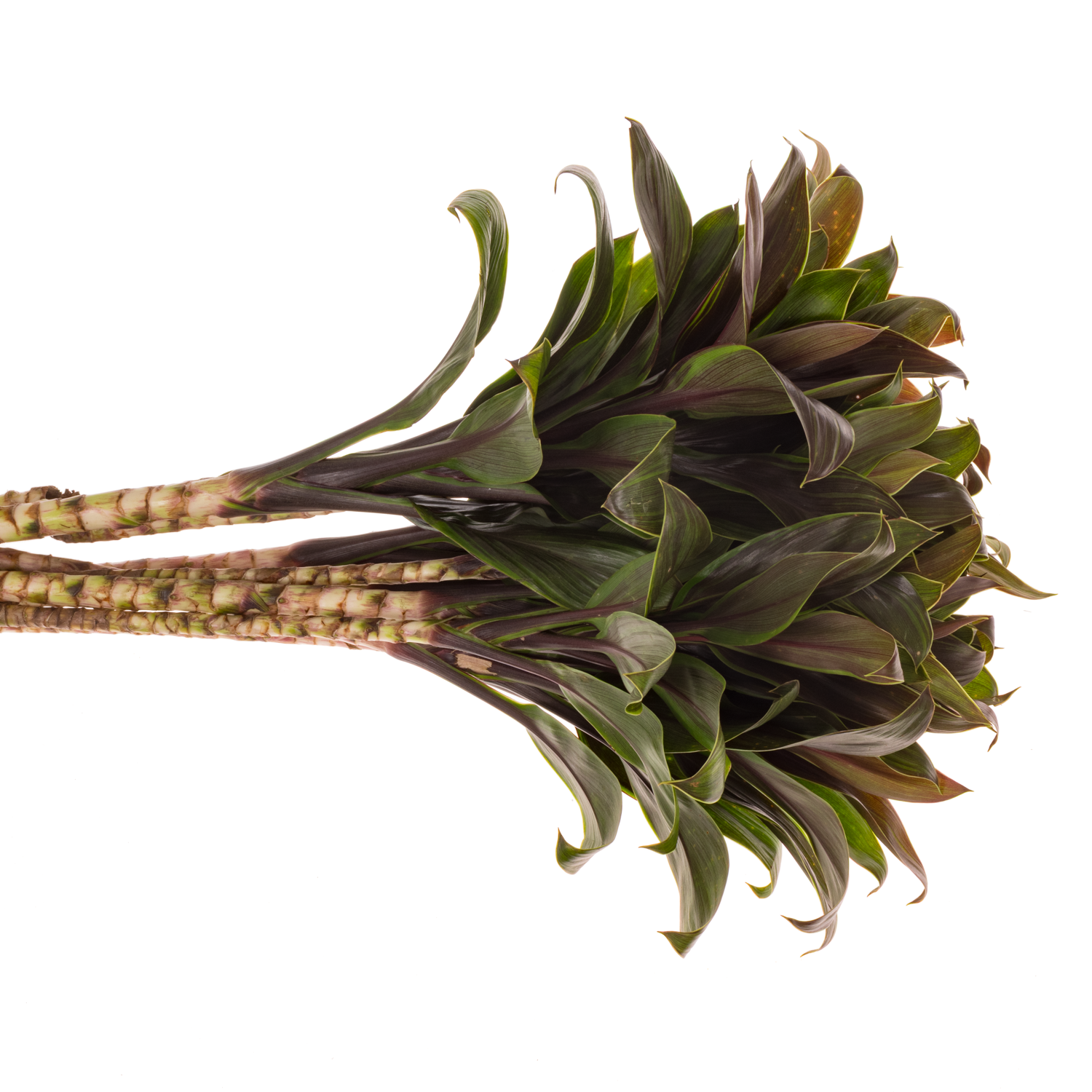 Cordyline grün/braun Caramel 50cm