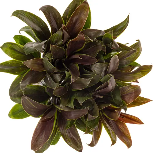 Cordyline grün/braun Caramel 50cm