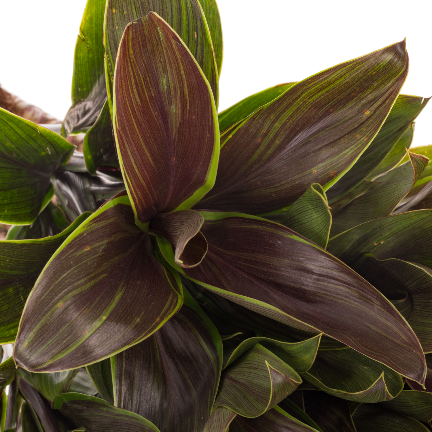 Cordyline grün/braun Caramel 50cm