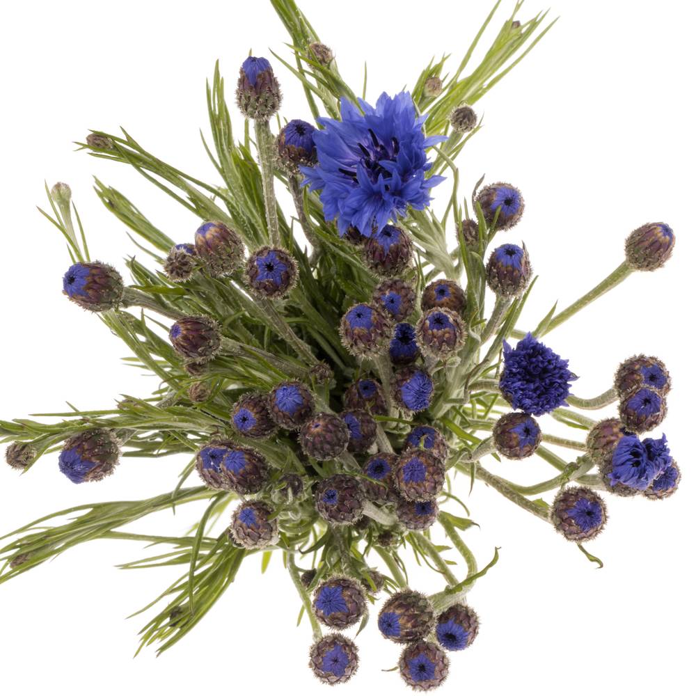 Kornblumen blau cyanus 50cm