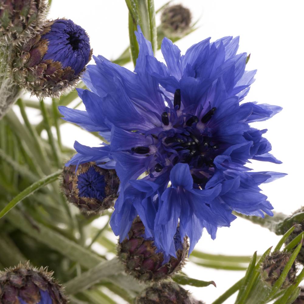 Kornblumen blau cyanus 50cm