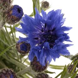 Kornblumen blau cyanus 50cm