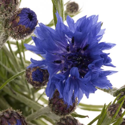 Kornblumen blau cyanus 50cm