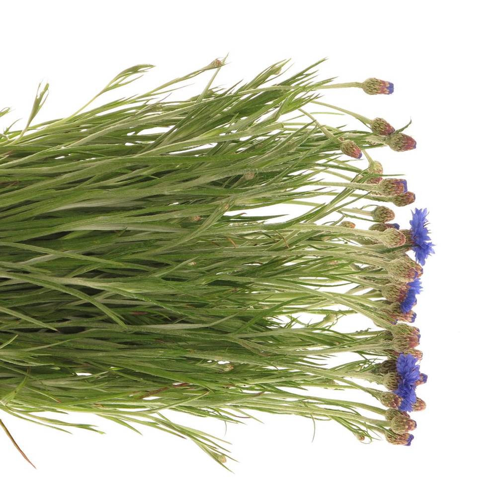 Kornblumen blau cyanus 50cm