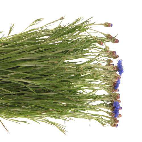 Kornblumen blau cyanus 50cm