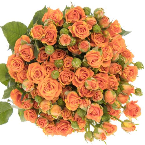 Rose verzweigt orange Smashing 6+Blüte 70cm