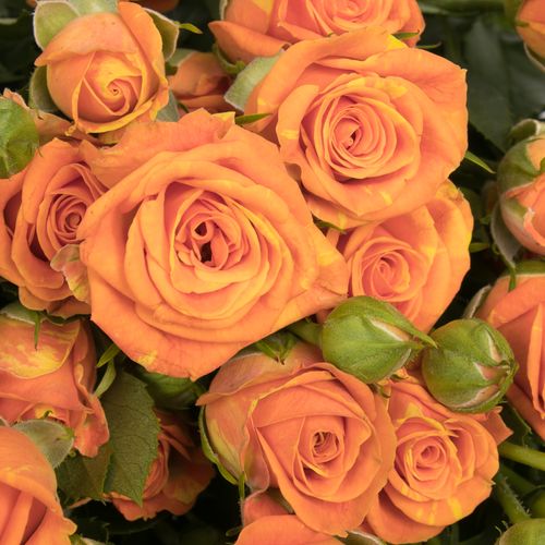Rose verzweigt orange Smashing 6+Blüte 70cm