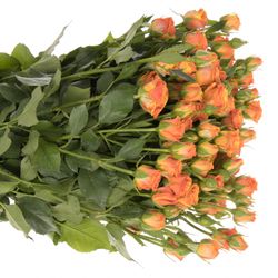 Rose verzweigt orange Smashing 6+Blüte 70cm