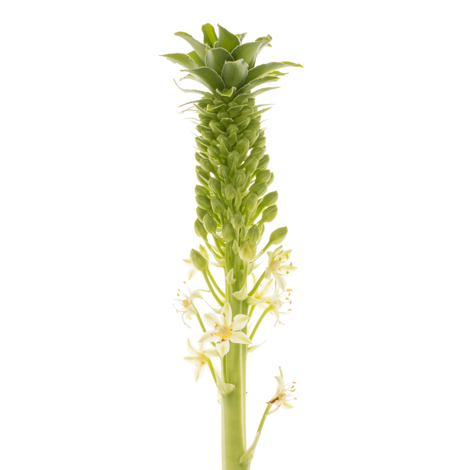 Eucomis weis Goliath 70cm