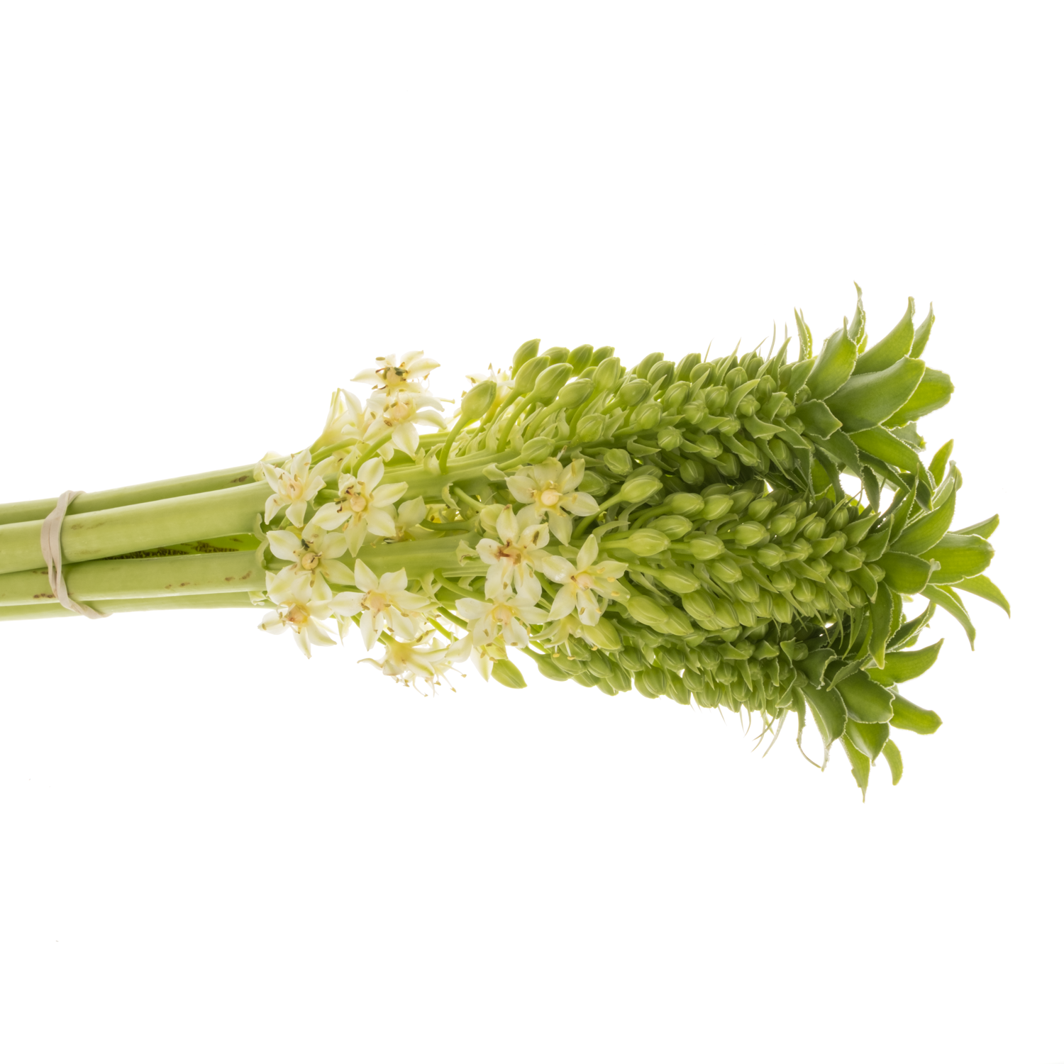 Eucomis weis Goliath 70cm