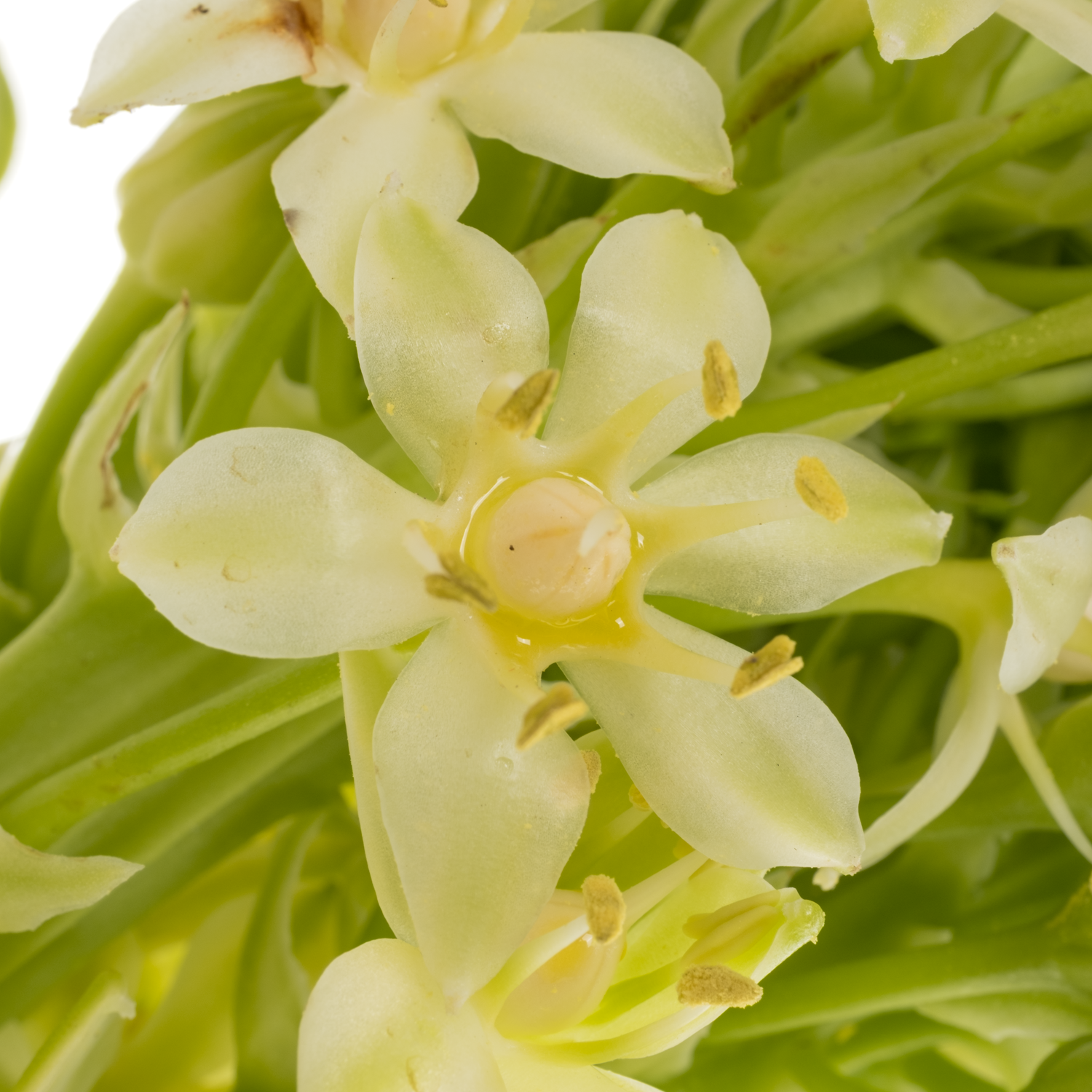 Eucomis weis Goliath 70cm
