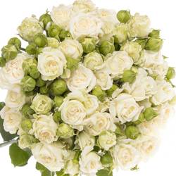 Rose verzweigt weiss Bridal Flow 7+Blüte 70cm