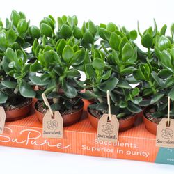 Crassula Hulk Woods T12 H20
