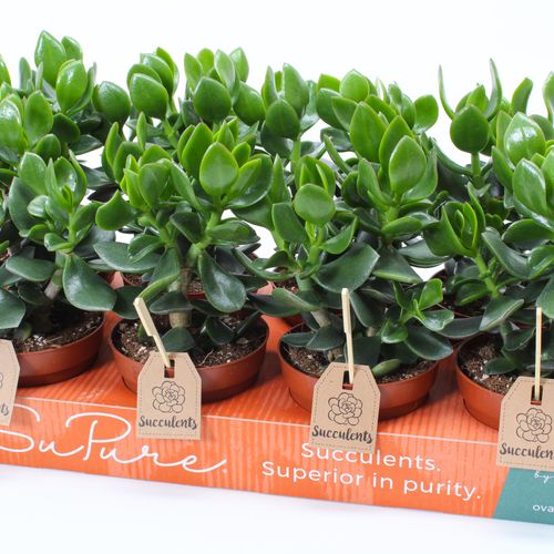 Crassula Hulk Woods T12 H20