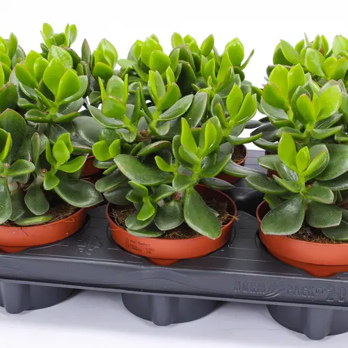 Crassula Hulk Woods T12 H20