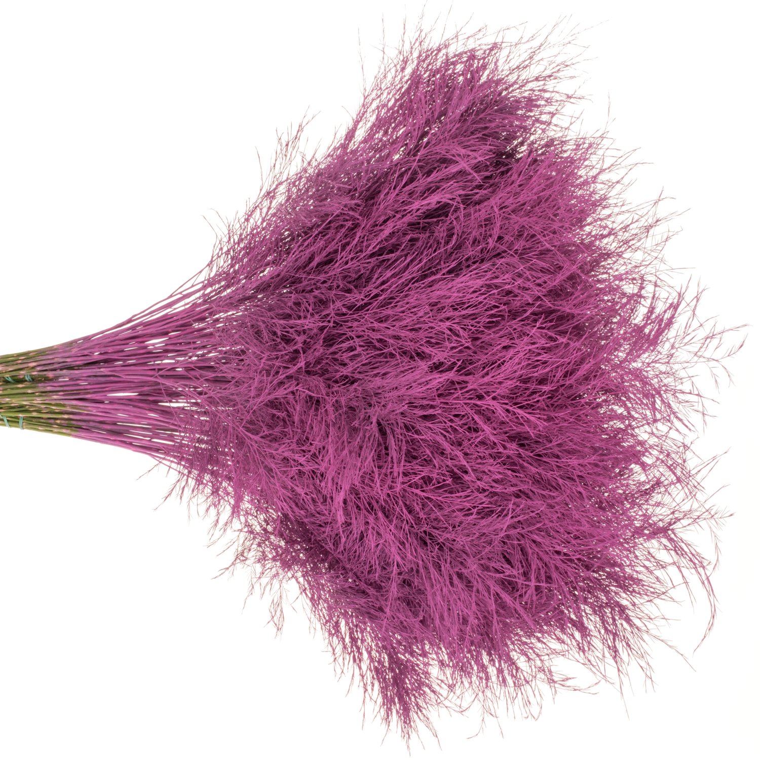 Treefarn dunkel rosa cerise gefärbt Bündel