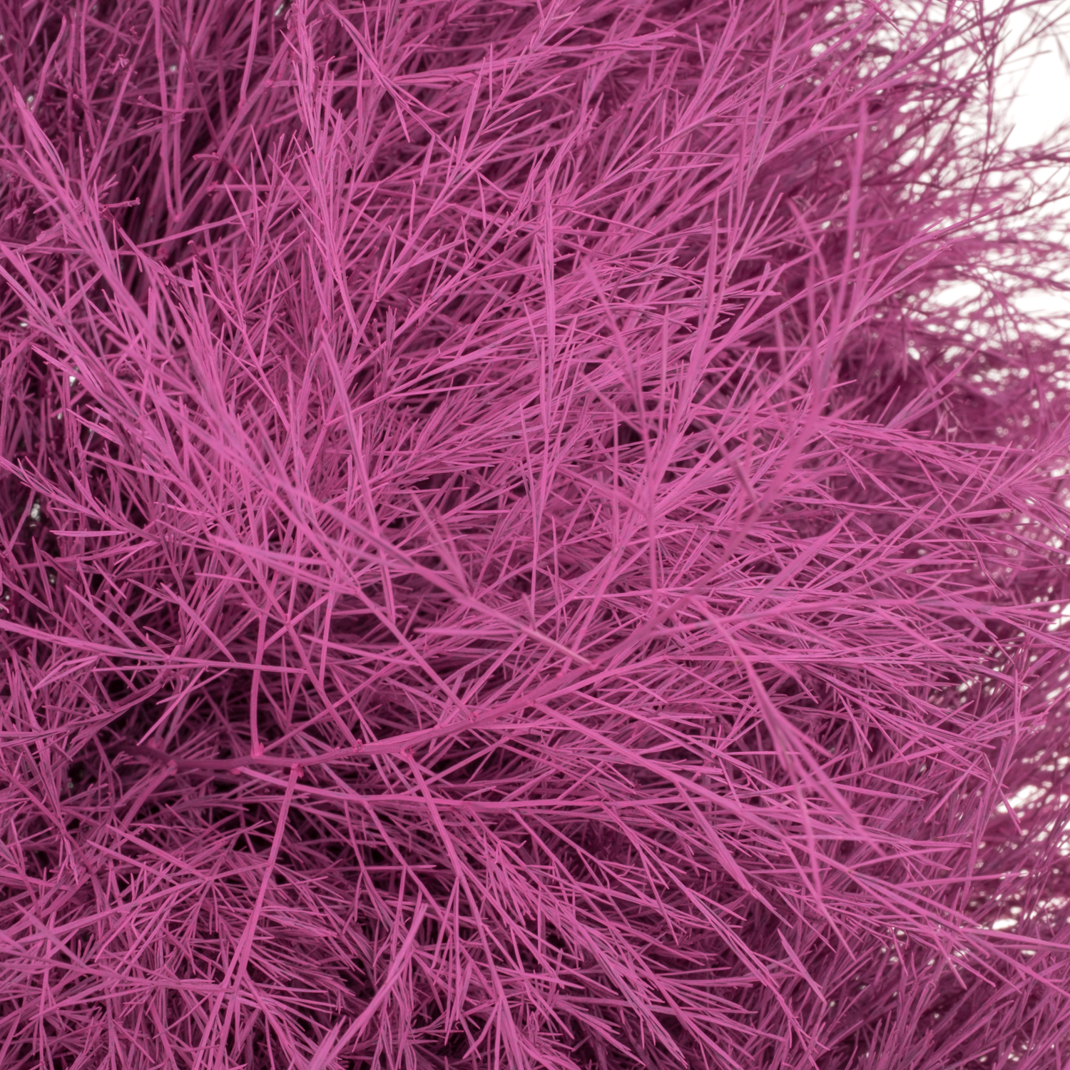 Treefarn dunkel rosa cerise gefärbt Bündel
