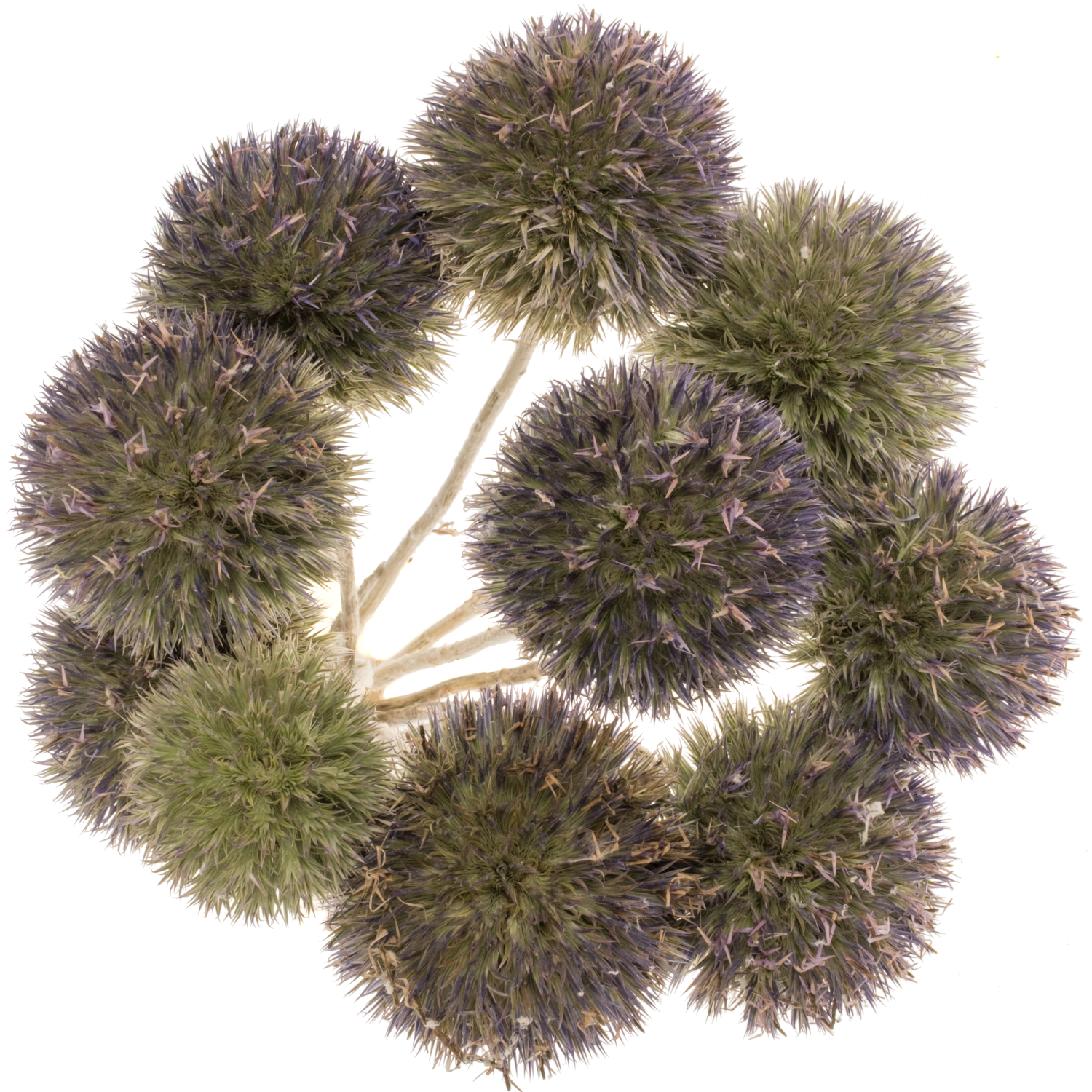 Distel hell blau Kugel Freiland 45cm