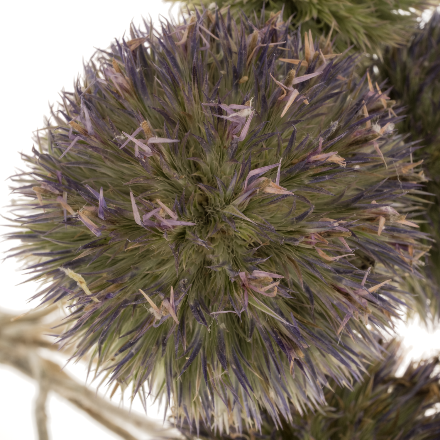 Distel hell blau Kugel Freiland 45cm