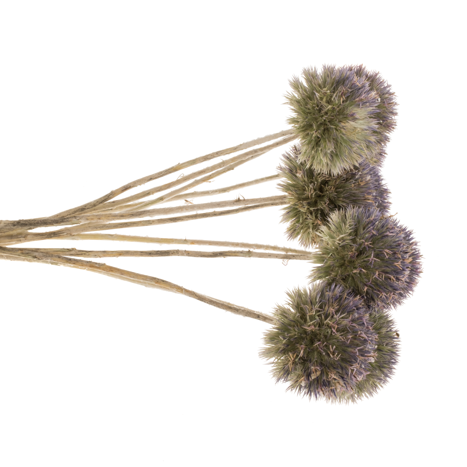 Distel hell blau Kugel Freiland 45cm
