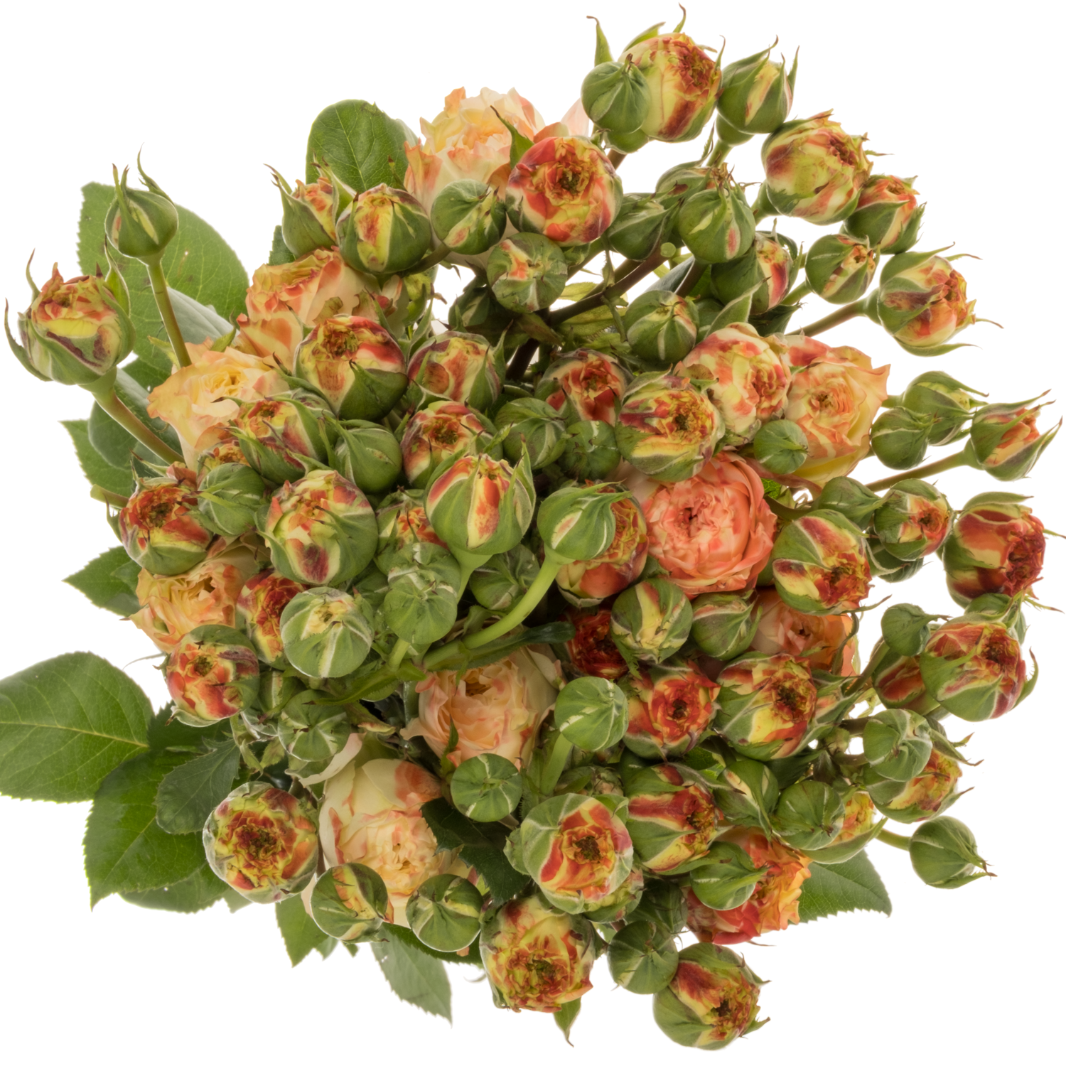 Rose Freiland apricot/rot D Latin Pom 7+Blüte 50cm