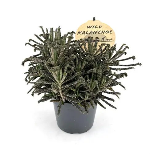 Kalanchoe Tubiflora Wild T12 H015