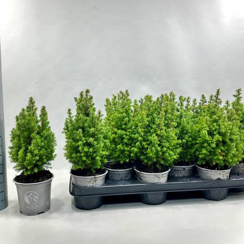 Chamaecyparis Thyoides Alpica T11 H028