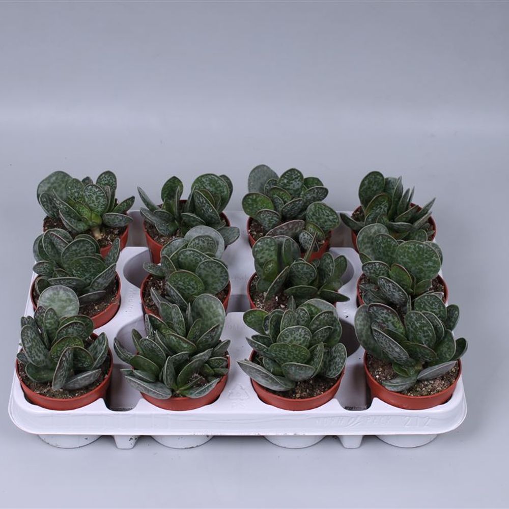 Adromischus Maculatus T09 H015