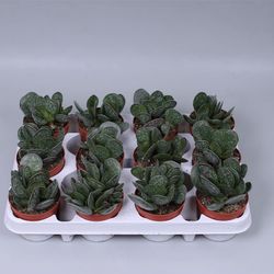 Adromischus Maculatus T09 H015