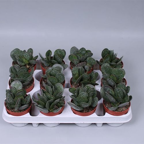 Adromischus Maculatus T09 H015
