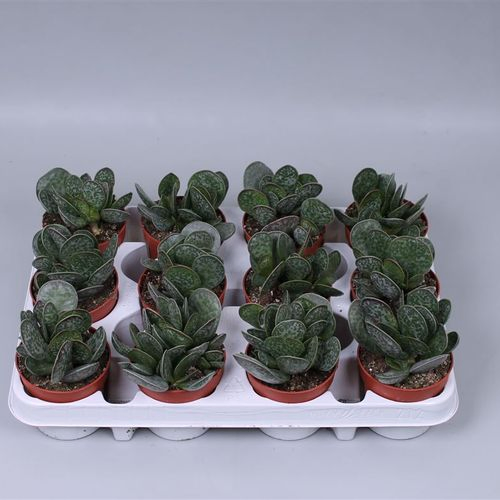 Adromischus Maculatus T09 H015