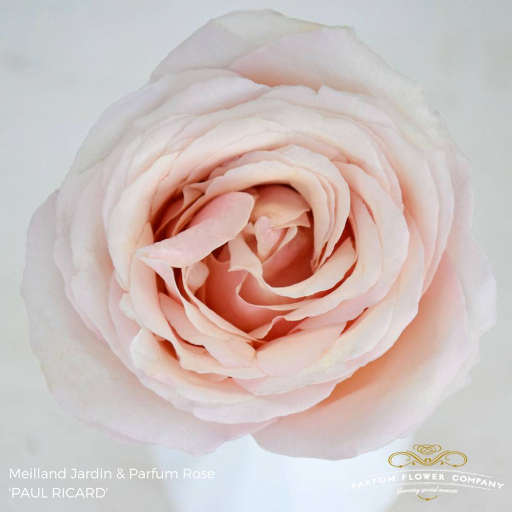 Rose apricot Paul Ricard 50cm duftend