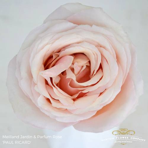 Rose apricot Paul Ricard 50cm duftend