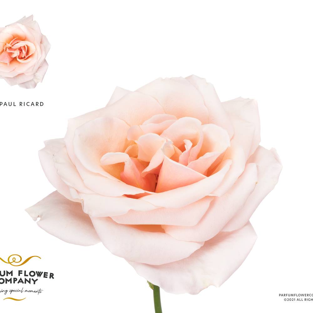Rose apricot Paul Ricard 50cm duftend