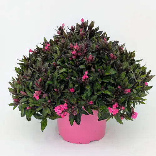 Silena rosa T17 H040