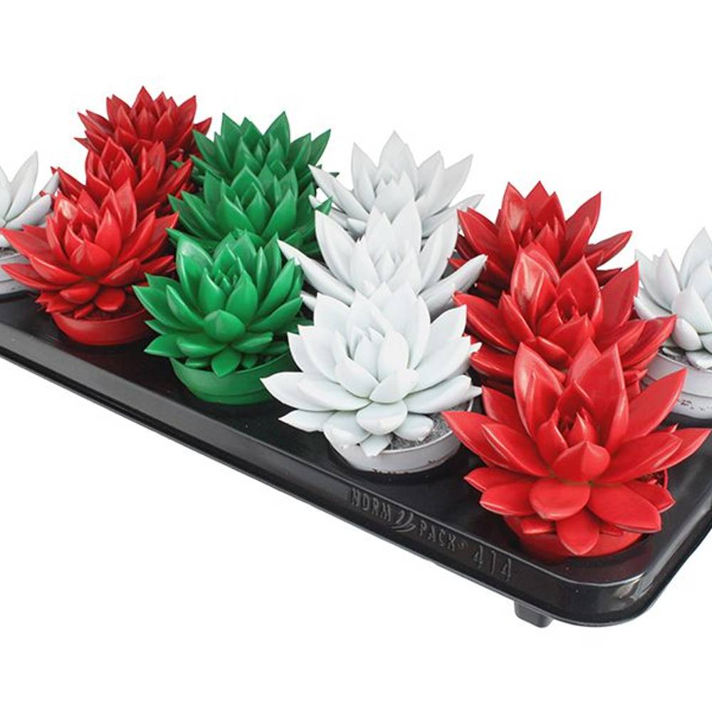 Echeveria mix rot/weiss/grün T08,5 H011