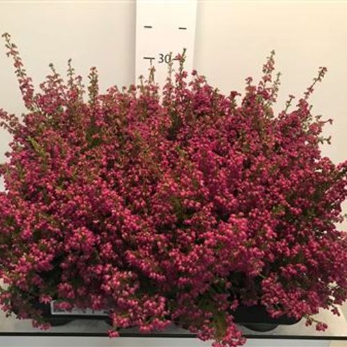 Erica Gr rot T11 H16 Schnapchen Von Uhr