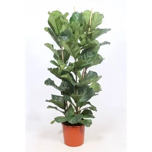 Ficus Lyrata 3PP T34 H180