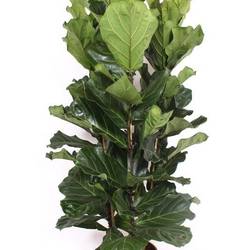 Ficus Lyrata 3PP T34 H180