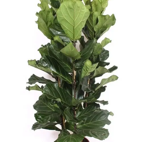Ficus Lyrata 3PP T34 H180