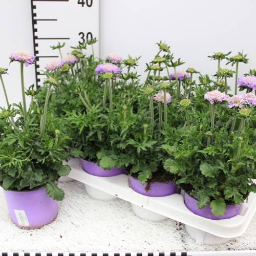 Scabiosa blau Mariposa 13 H20 